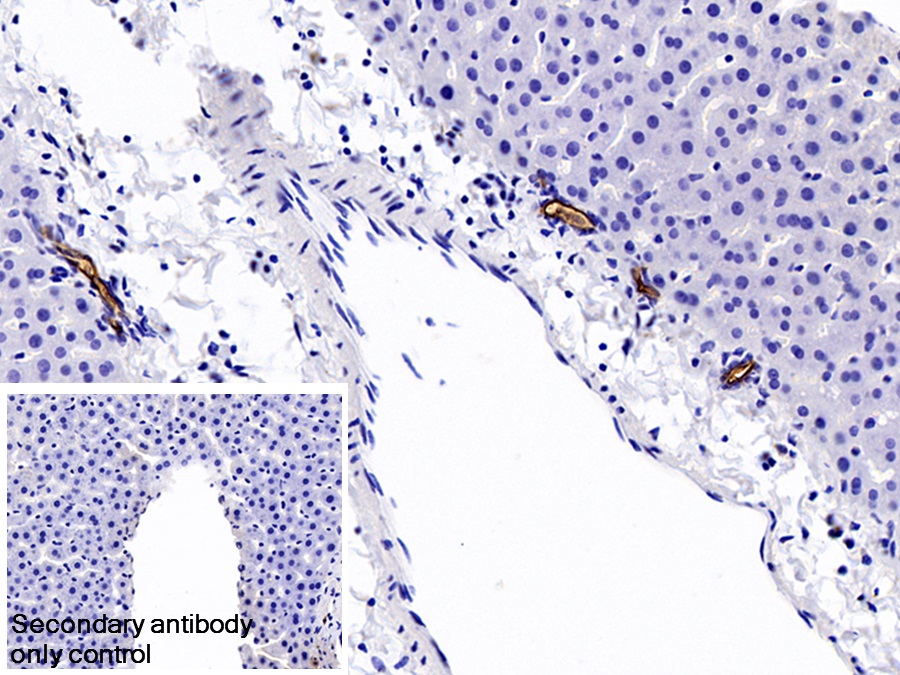 Polyclonal Antibody to Mucin 1 (MUC1)