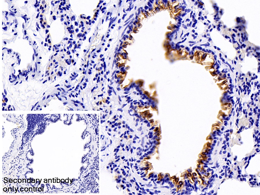 Polyclonal Antibody to Mucin 1 (MUC1)