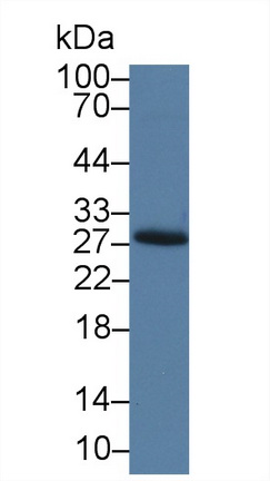 Polyclonal Antibody to Myelin Oligodendrocyte Glycoprotein (MOG)