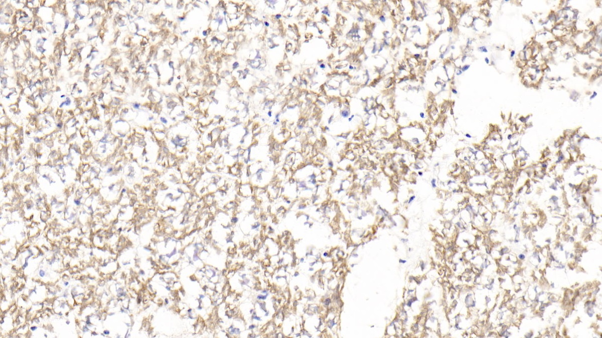 Polyclonal Antibody to Myelin Oligodendrocyte Glycoprotein (MOG)