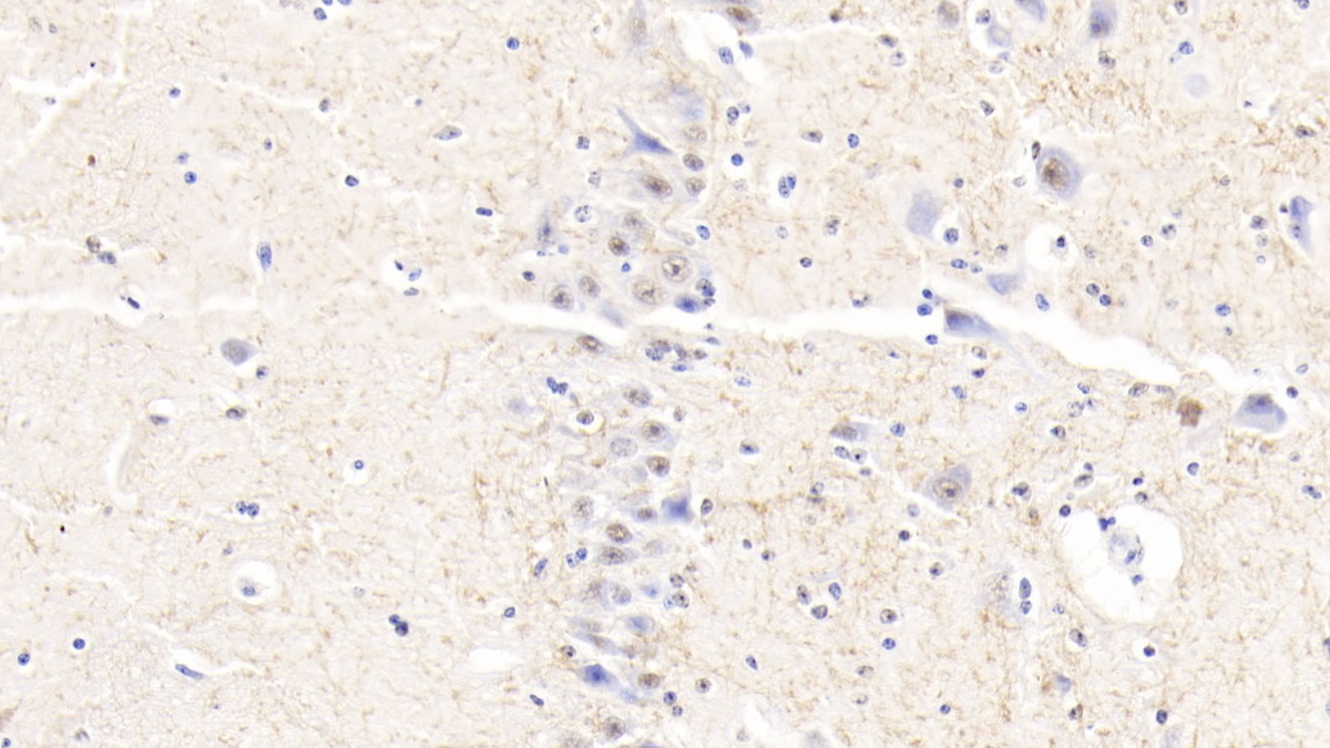 Polyclonal Antibody to Myelin Oligodendrocyte Glycoprotein (MOG)