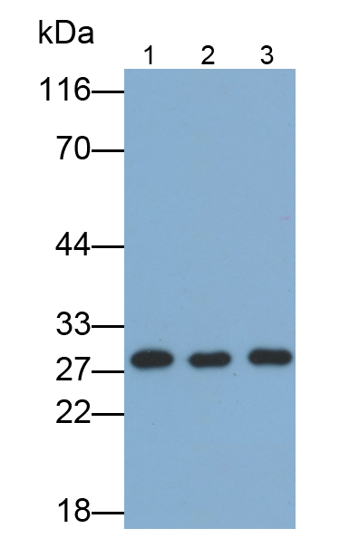 Polyclonal Antibody to Myelin Oligodendrocyte Glycoprotein (MOG)