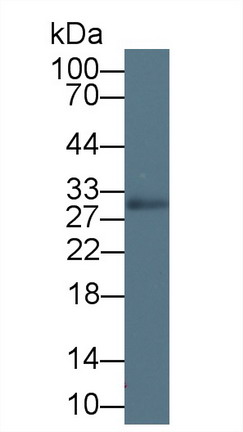 Polyclonal Antibody to Myelin Oligodendrocyte Glycoprotein (MOG)