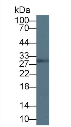 Polyclonal Antibody to Myelin Oligodendrocyte Glycoprotein (MOG)