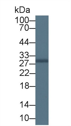 Polyclonal Antibody to Myelin Oligodendrocyte Glycoprotein (MOG)