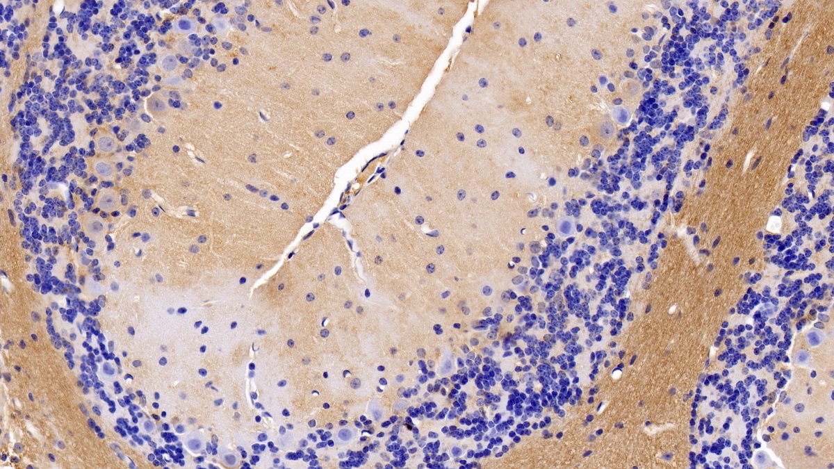 Polyclonal Antibody to Myelin Oligodendrocyte Glycoprotein (MOG)