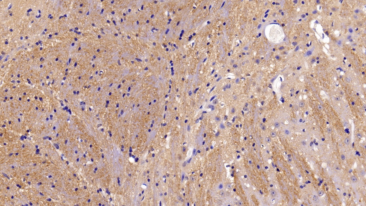 Polyclonal Antibody to Myelin Oligodendrocyte Glycoprotein (MOG)