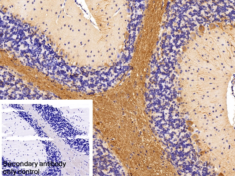 Polyclonal Antibody to Myelin Oligodendrocyte Glycoprotein (MOG)