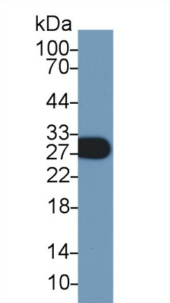 Polyclonal Antibody to Myelin Oligodendrocyte Glycoprotein (MOG)