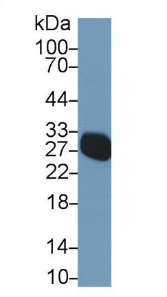 Polyclonal Antibody to Myelin Oligodendrocyte Glycoprotein (MOG)