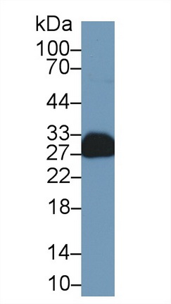 Polyclonal Antibody to Myelin Oligodendrocyte Glycoprotein (MOG)