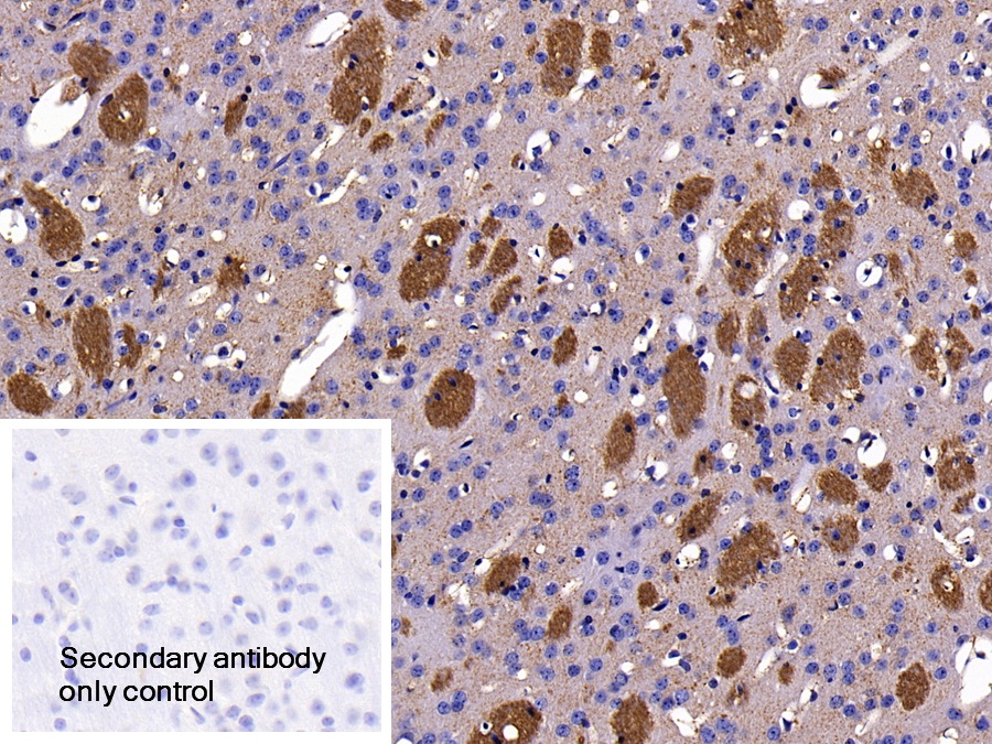 Polyclonal Antibody to Myelin Oligodendrocyte Glycoprotein (MOG)