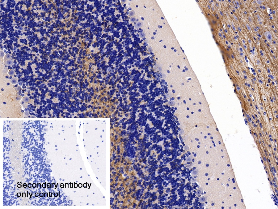 Polyclonal Antibody to Myelin Oligodendrocyte Glycoprotein (MOG)