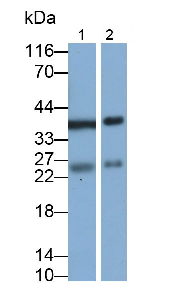 Polyclonal Antibody to Myelin Oligodendrocyte Glycoprotein (MOG)