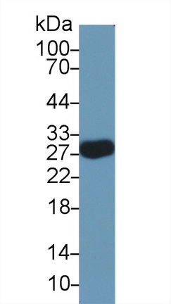 Polyclonal Antibody to Myelin Oligodendrocyte Glycoprotein (MOG)