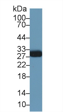 Polyclonal Antibody to Myelin Oligodendrocyte Glycoprotein (MOG)