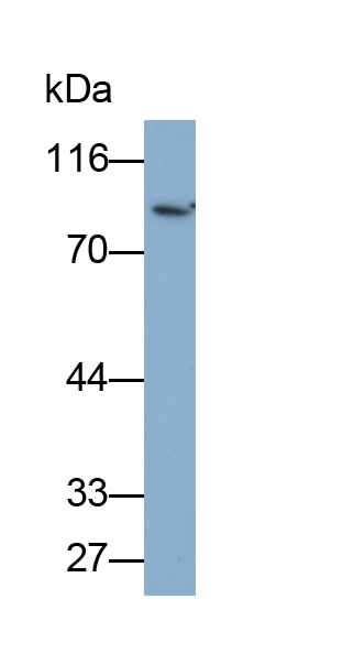 Polyclonal Antibody to Structure Specific Recognition Protein 1 (SSRP1)