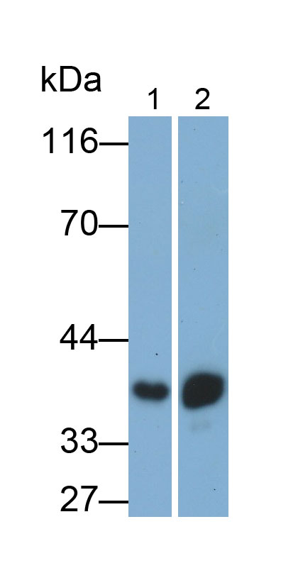 Polyclonal Antibody to Synaptophysin (SYP)