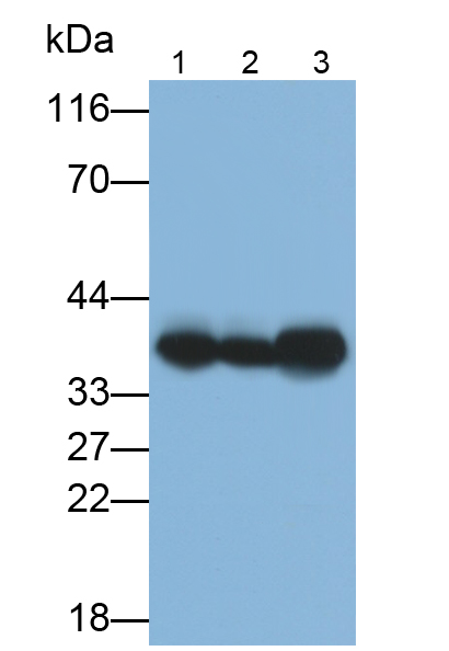 Polyclonal Antibody to Synaptophysin (SYP)