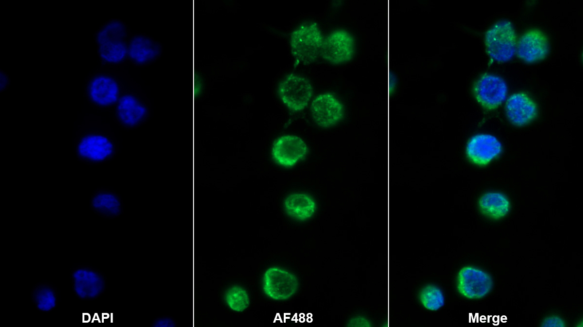 Polyclonal Antibody to Growth Differentiation Factor 9 (GDF9)