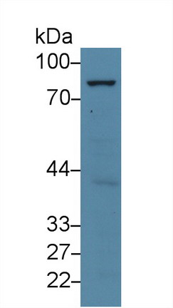 Polyclonal Antibody to Apoptosis Antagonizing Transcription Factor (AATF)