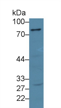 Polyclonal Antibody to Apoptosis Antagonizing Transcription Factor (AATF)