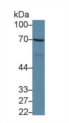 Polyclonal Antibody to Apoptosis Antagonizing Transcription Factor (AATF)