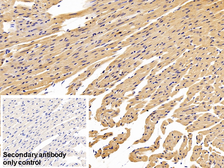 Polyclonal Antibody to Prohibitin (PHB)