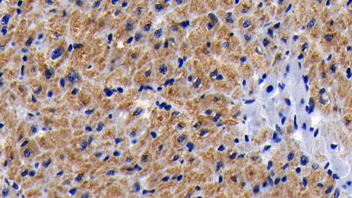 Polyclonal Antibody to Prohibitin (PHB)