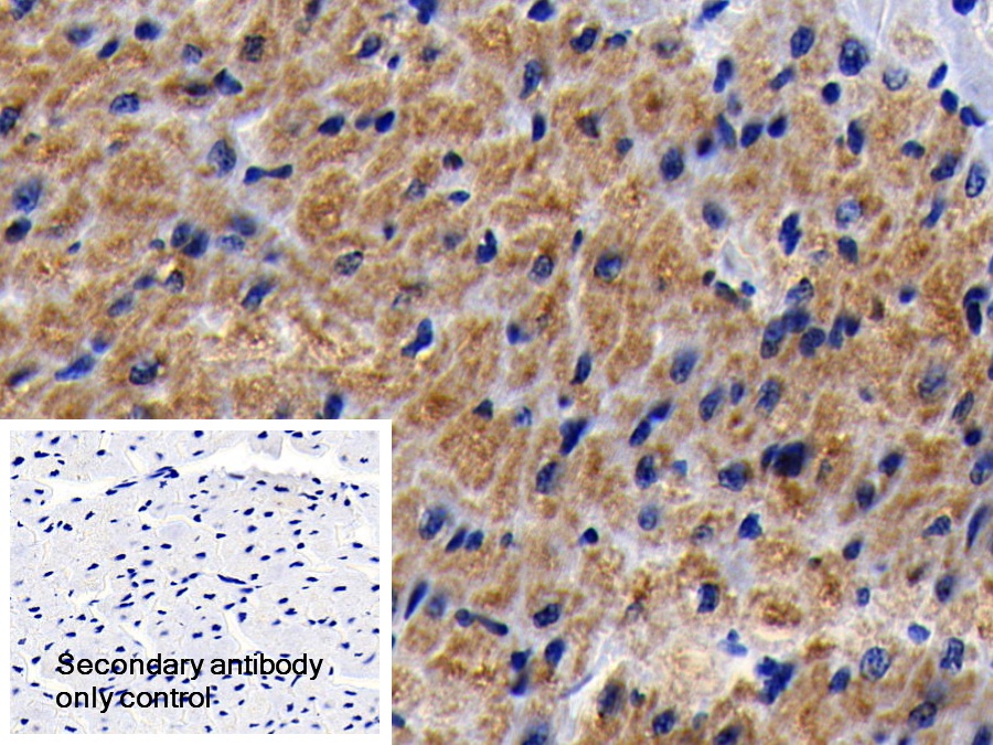 Polyclonal Antibody to Prohibitin (PHB)