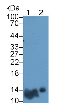 Polyclonal Antibody to Insulin (INS)