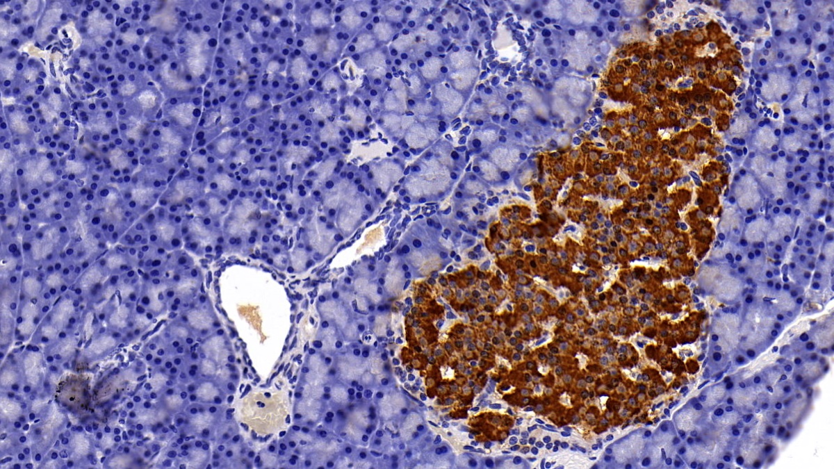 Polyclonal Antibody to Insulin (INS)