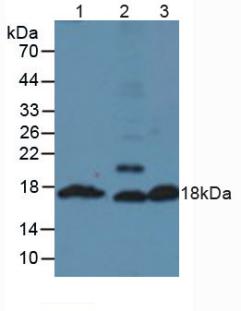 Polyclonal Antibody to Insulin (INS)