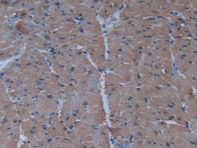 Polyclonal Antibody to Insulin (INS)