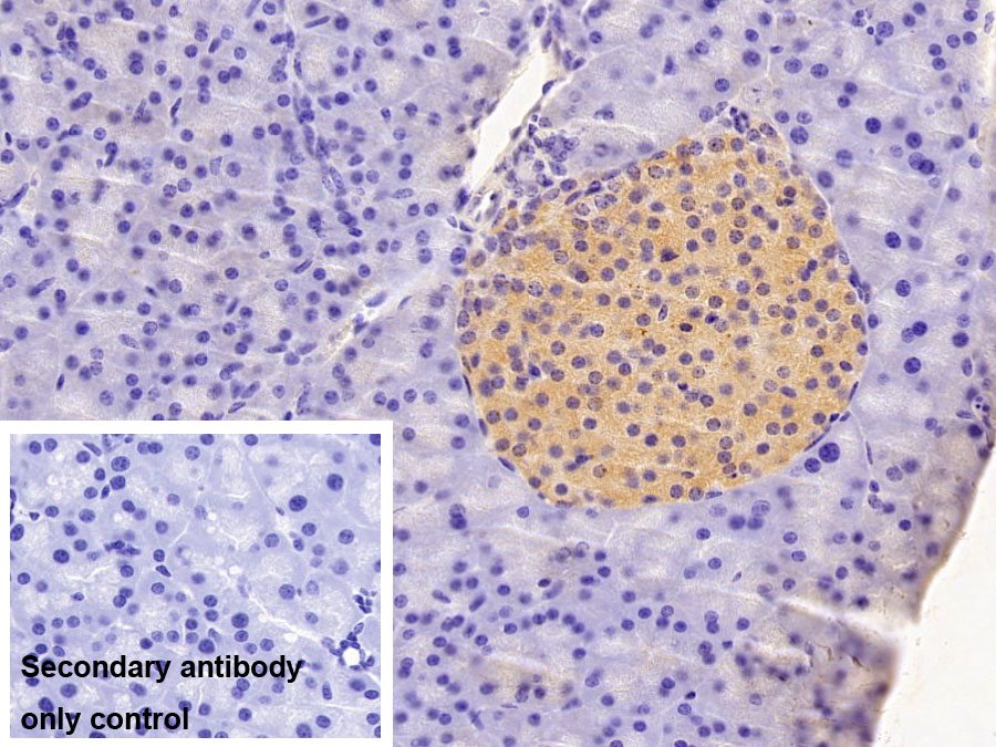 Polyclonal Antibody to Insulin (INS)