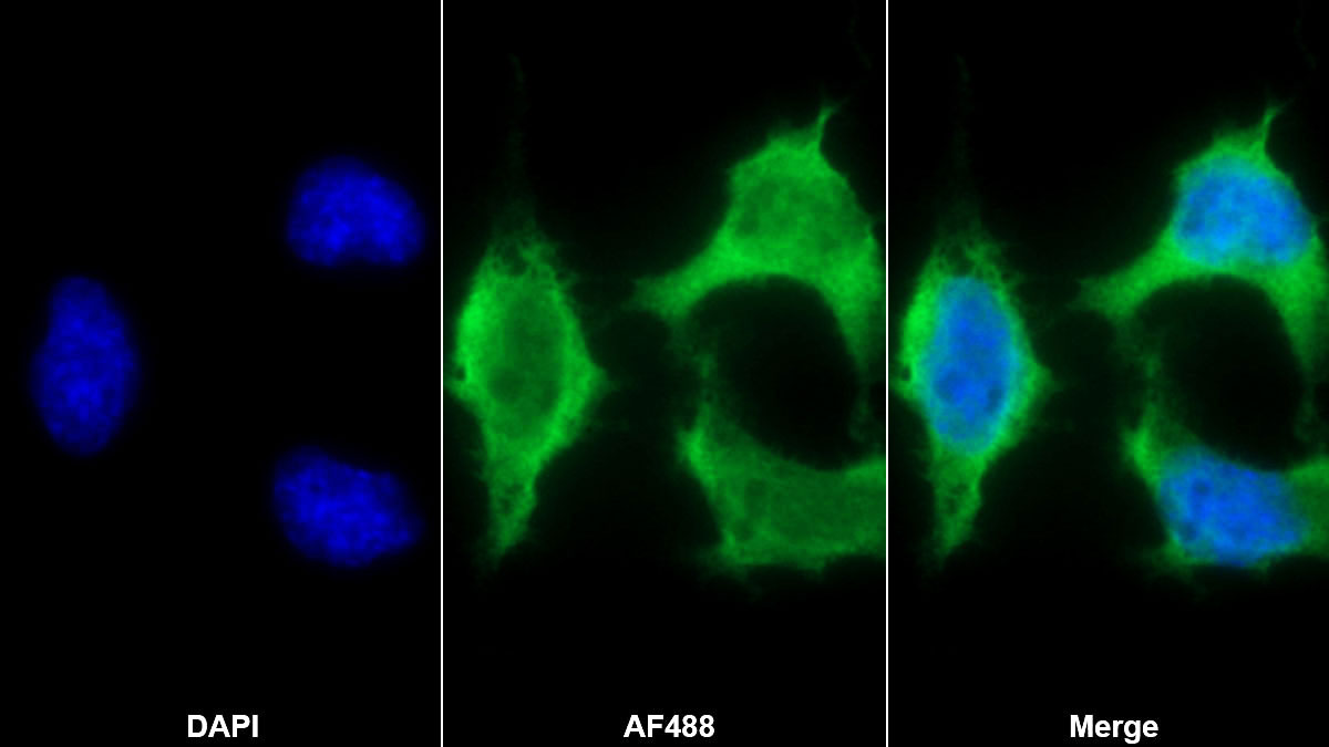 Polyclonal Antibody to Insulin (INS)