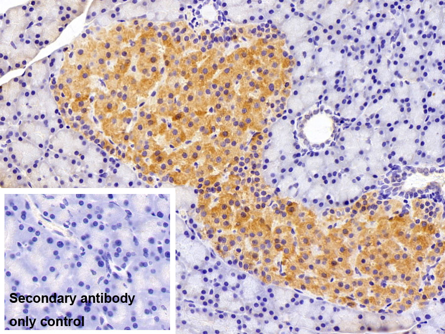 Polyclonal Antibody to Insulin (INS)