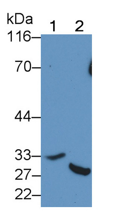 Polyclonal Antibody to Caspase 7 (CASP7)