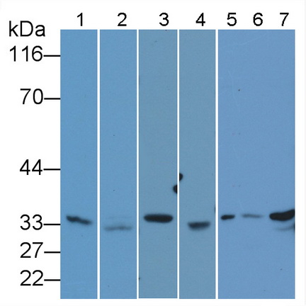 Polyclonal Antibody to Caspase 7 (CASP7)