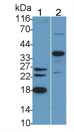 Polyclonal Antibody to Caspase 7 (CASP7)