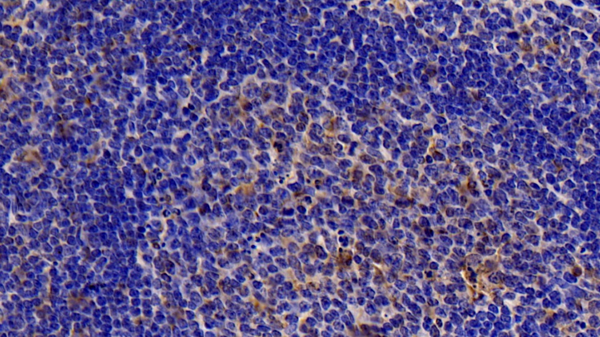 Polyclonal Antibody to Caspase 7 (CASP7)