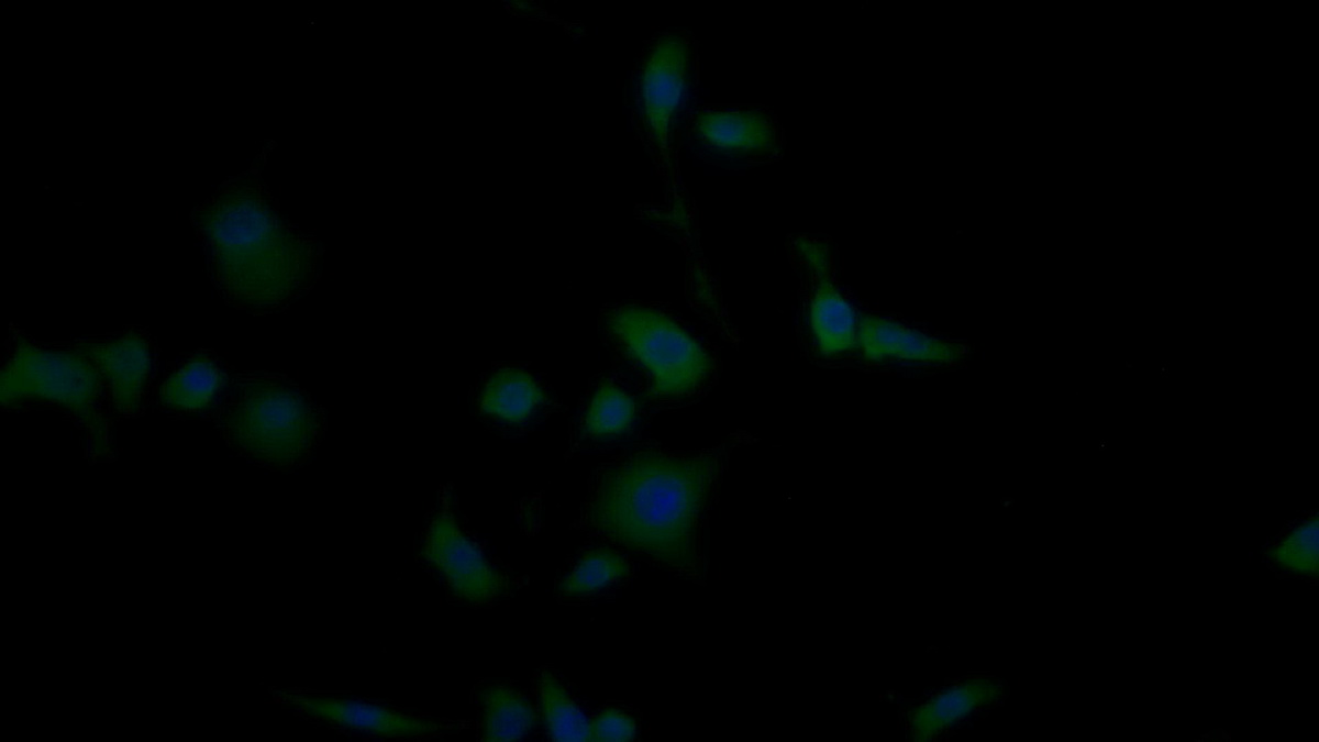 Polyclonal Antibody to Caspase 7 (CASP7)