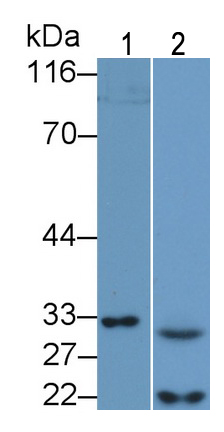 Polyclonal Antibody to Caspase 7 (CASP7)