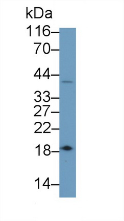 Polyclonal Antibody to Caspase 7 (CASP7)