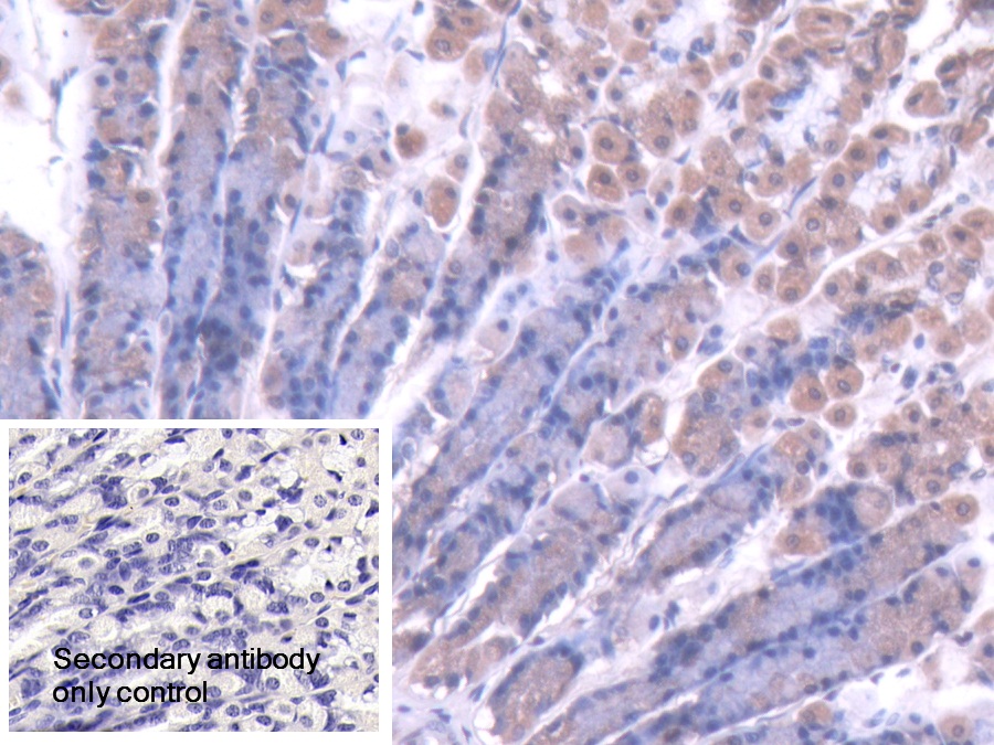 Polyclonal Antibody to Caspase 7 (CASP7)