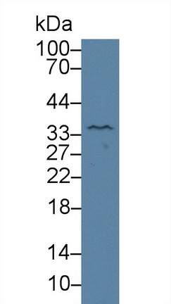 Polyclonal Antibody to Kallikrein 4 (KLK4)