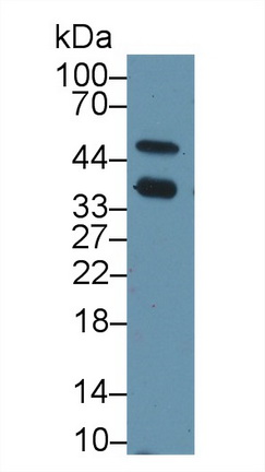 Polyclonal Antibody to Caspase 14 (CASP14)