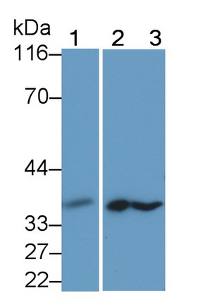 Polyclonal Antibody to Caspase 14 (CASP14)