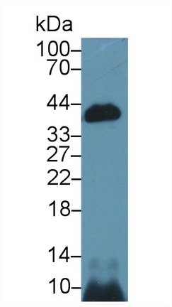 Polyclonal Antibody to Caspase 14 (CASP14)