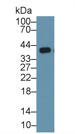 Polyclonal Antibody to Caspase 14 (CASP14)